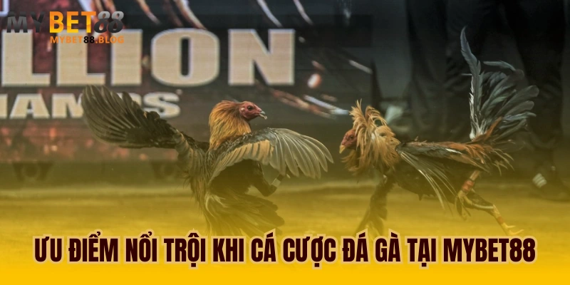 Đá gà MYBET88 trải nghiệm đá gà trực tuyến sôi động 2 Ưu điểm nổi trội khi cá cược đá gà tại MYBET88