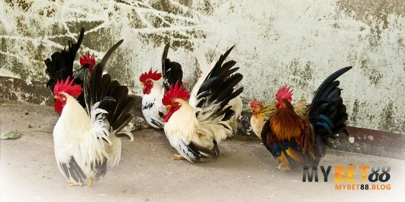 Cách Nuôi Gà Tre Đá Có Lực - Bí Quyết Từ Chuyên Gia Hàng Đầu 3 Cách nuôi gà tre đá có lực hiệu quả từ chuyên gia