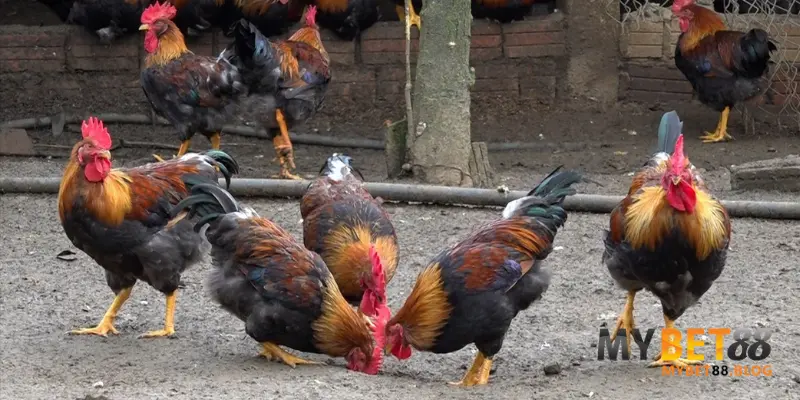 Gà Bị Sưng Khớp Chân: Nguyên Nhân & Cách Điều Trị Hiệu Quả 4 Cách phòng và điều trị gà bị sưng khớp chân hiệu quả