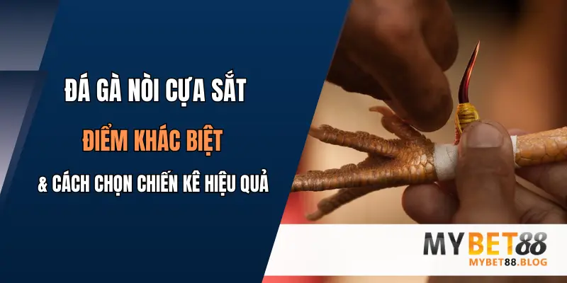 Đá Gà Nòi Cựa Sắt: Điểm Khác Biệt & Cách Chọn Chiến Kê Hiệu Quả 1 da ga noi cua sat