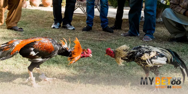 Đá Gà Nòi Cựa Sắt: Điểm Khác Biệt & Cách Chọn Chiến Kê Hiệu Quả 3 Điểm khác biệt giúp đá gà nòi cựa sắt hấp dẫn nhiều người