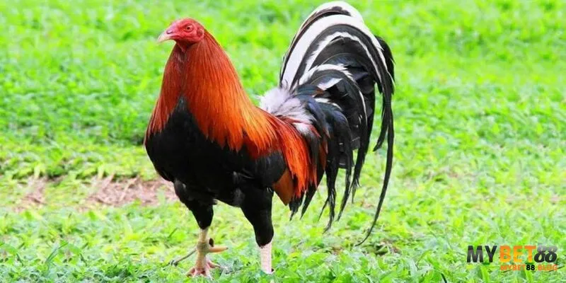 Gà Mỹ Dòng Kelso - Chiến Thần Trong Các Trận Đấu Kịch Tính 2 Gà dòng Kelso có màu lông đa dạng, dáng hình đồng hồ cát