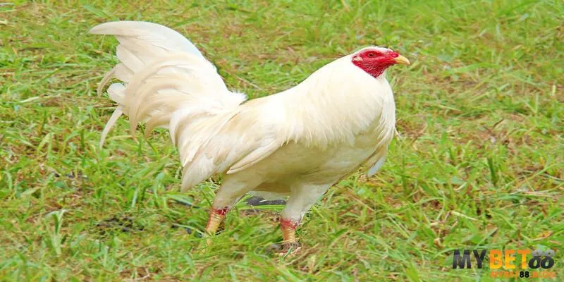 Gà Mỹ Dòng Kelso - Chiến Thần Trong Các Trận Đấu Kịch Tính 3 Gà Kelso trắng muốt đẹp nhưng không phải là chiến kê tốt