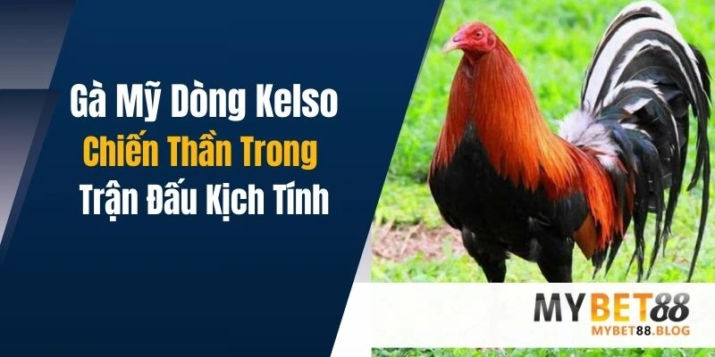 Gà Mỹ Dòng Kelso - Chiến Thần Trong Các Trận Đấu Kịch Tính 1 Gà Mỹ Dòng Kelso