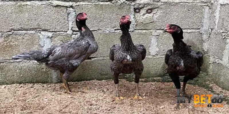 Gà Xám Đá Ngày Nào Tốt - Bật Mí Kinh Nghiệm Từ Chuyên Gia 2 Gà xám và những đặc điểm nổi bật nhất