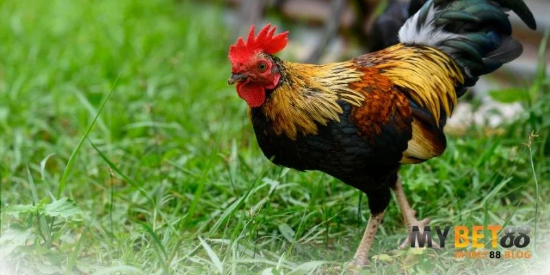 Cách Nuôi Gà Tre Đá Có Lực - Bí Quyết Từ Chuyên Gia Hàng Đầu 2 Hướng dẫn cách chọn giống gà tre tốt
