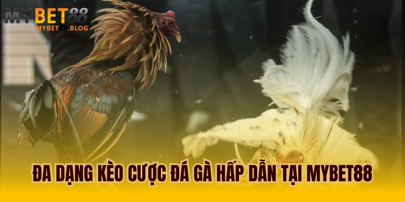 Đá gà MYBET88 trải nghiệm đá gà trực tuyến sôi động 3 Đa dạng kèo cược đá gà hấp dẫn tại MYBET88