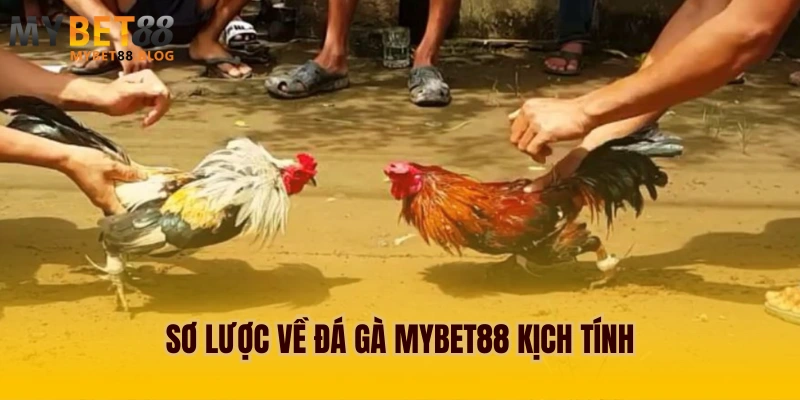 Đá gà MYBET88 trải nghiệm đá gà trực tuyến sôi động 1 Sơ lược về đá gà MYBET88 kịch tính