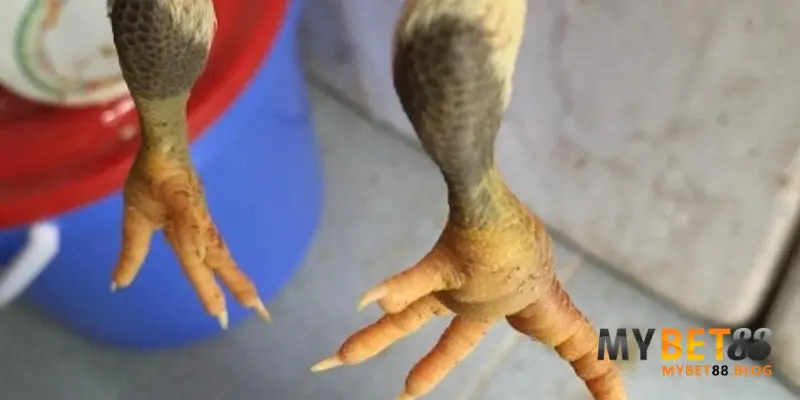 Gà Bị Sưng Khớp Chân: Nguyên Nhân & Cách Điều Trị Hiệu Quả 3 Triệu chứng bệnh sưng khớp chân ở gà
