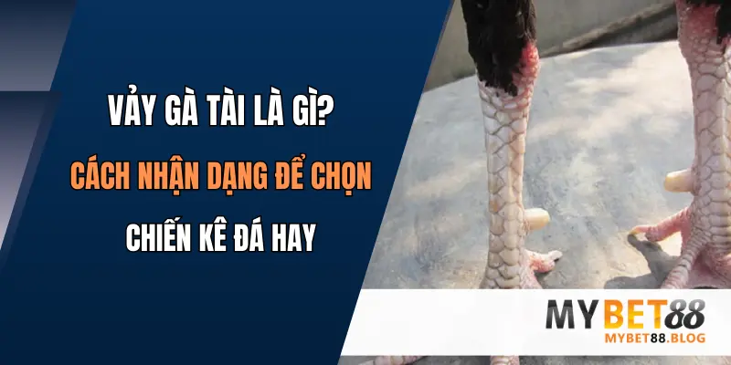 Vảy Gà Tài Là Gì? Cách Nhận Dạng Để Chọn Chiến Kê Đá Hay 1 vay ga tai la gi